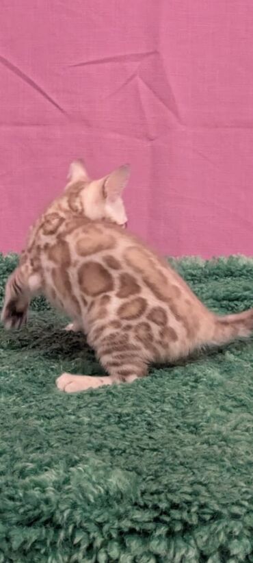 Продажа кошек: Бенгальская, 1 месяц, Девочка, Белый, Кастрирована, Приучена к лотку, Проглистована — 18