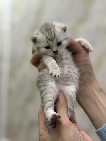 Pişiklər: Şotland, Erkək, Dişi — 7