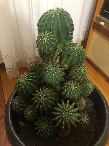 Другие растения: Echinopsis (Kirpi kaktus) – çoxlu pöhrəli, iri ölçülü dekorativ kaktus — 2