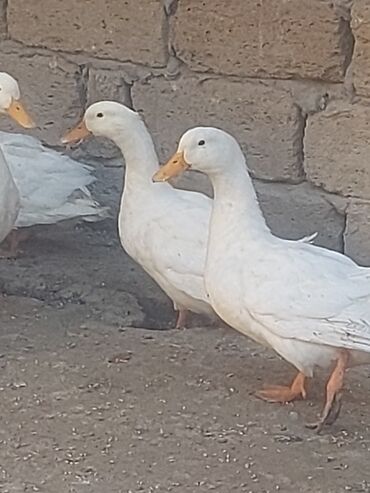 Toyuqlar: Toyuq, Ətlik, Ünvandan götürmə -da lalafo.az — 6 Toyuqlar: Toyuq, Ətlik, Ünvandan götürmə — 6