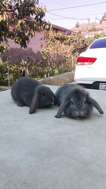 imisli yemi: Təmiz qan mini lop-15man.Rənqlər-açiq boz,şinşilla,qara — 3