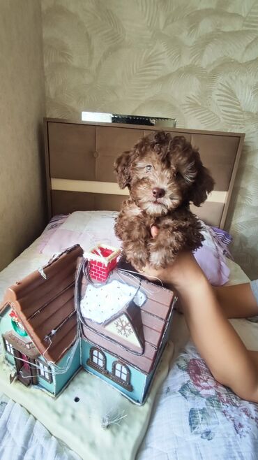 it sat: Pudel, 2 ay, Erkek