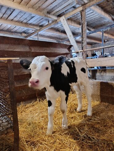дойный коза: Продаю | Тёлка | Голштин | Для молока