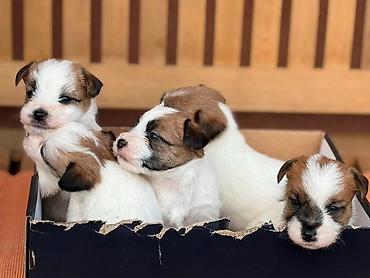 beba rotvajler: Oštrodlaki Džek Rasel terijer (Jack Russell Terrier) štenci — 3