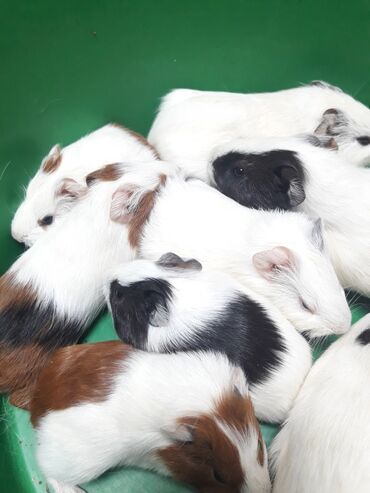 белая крыса: Продаются морские свинкиразного возраста . 
Оброщаться по телефону