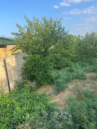 şabran: 7 sot, Tikinti, Mülkiyyətçi, Kupça (Çıxarış) — 5