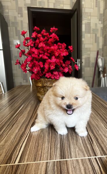 pomeranian spitz satisi: Şpitz, 1 ay, Erkek, Sənədli, Pulsuz çatdırılma