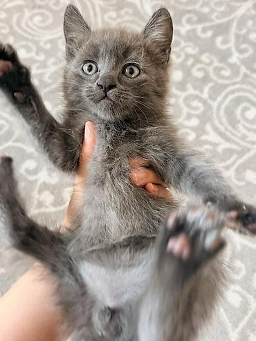 Продажа кошек: Котята домашние, короткошёрстные. СРОЧНО ЭТИМ ДВУМ КОТЯТАМ ДОМ🥹💋💋 — 2