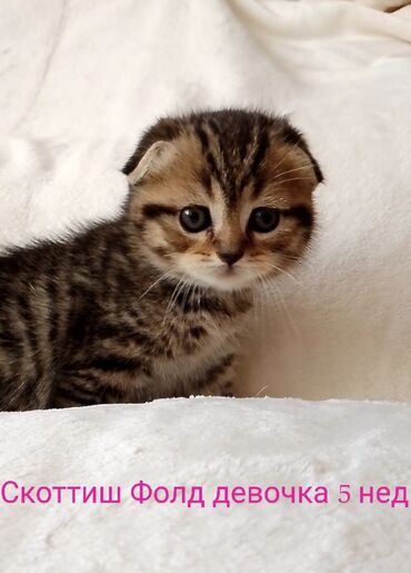 дом для кош: Скотиш Фолд (Шотландиялык шалпаң кулак), 1 айлык, Ургаачы, Лотокко барууга үйрөтүлгөн, Курттардан тазаланган