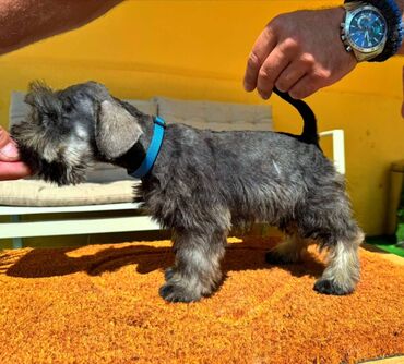 Psi: Odgajivacnica Pet house nudi prelepe stence Patuljastog snaucera Biber — 7