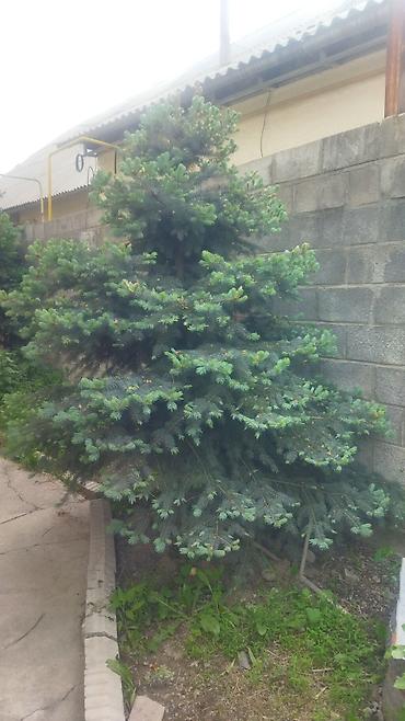 Ель: Ель голубая (Picea pungens), выращенная на участке. Описание: - — 2