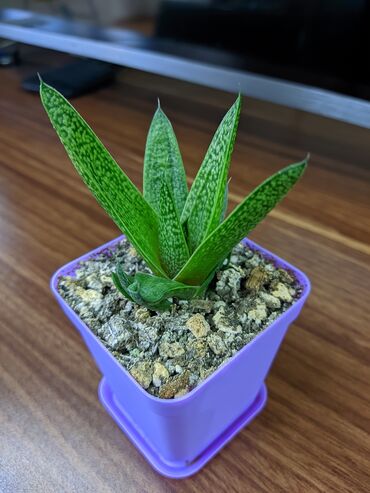 Otaq bitkiləri: Sukkulentlər. Sağlam və dözümlü bitkilərdi. Uzun müddət susuz qala -da lalafo.az — 4 Otaq bitkiləri: Sukkulentlər. Sağlam və dözümlü bitkilərdi. Uzun müddət susuz qala — 4