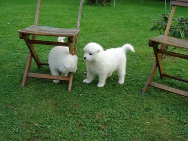 all star in Ελλαδα | Γυναικεία είδη Υπόδησης: Lovely Samoyed pups We have three beautiful Samoyed pups ready for a