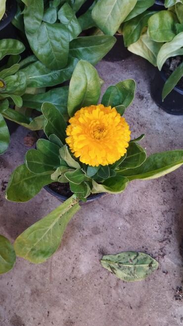 Asfalt qırıntısı: Gubrelerin satişi ela torfdu kisesin 3manatda ededle satram çox alana — 4