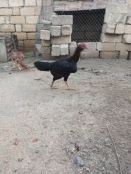 Xoruzlar: Cins: Uzunboyun yerli döyüş tipli toyuq-quş (xanxır/mix) Təsvir: - — 12