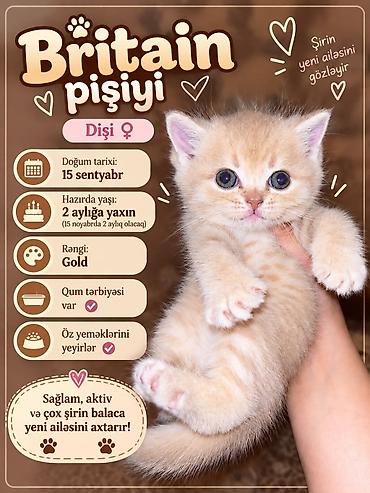 Pişiklər: Britan, Dişi — 6
