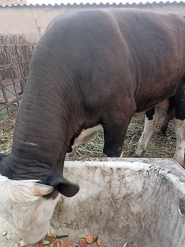 Коровы, быки: Продаю | Бык (самец) | На откорм — 3