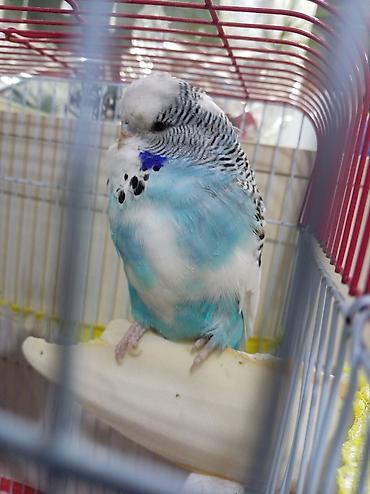 qəfəs quş: Məhsul: Dalmatian naxışlı, mavi-ağ rəng keçidli dalğalı papuqay — 2