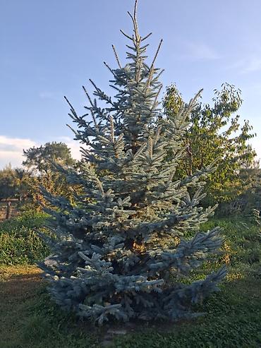 яблоки груши и сливы: Ель голубая (Picea pungens, «колючая ель»), взрослая декоративная — 3