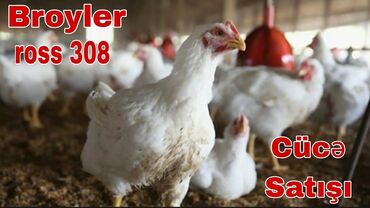 broyler yumurtasi satisi: Toyuq, Broyler, Ətlik, Ödənişli çatdırılma