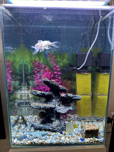 Рыбы: Продаю аквариум на 60 литров! В полном комплекте! Свет, фильтр, декор