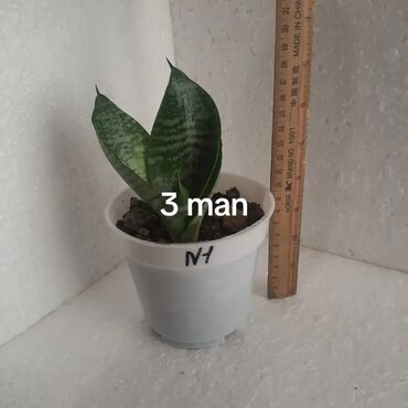 Otaq bitkiləri: Mini sansevieriya (qaplan dili) – saksıda dekorativ otaq bitkisi. - — 4