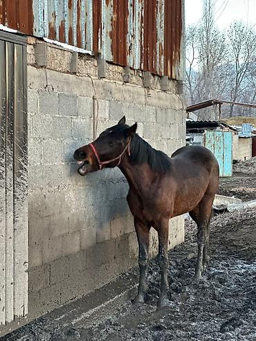 Лошади, кони: Продаю | Жеребец | Рабочий — 13