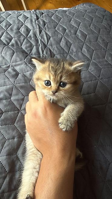 Кошки: Шотландская вислоухая — 2