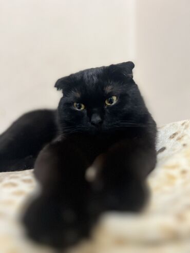 коты вислоухие: Кот шотландский вислоухий кот пародистый 10 месяцев очень тактильный