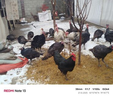 Индюки: Продаю | Индюшка (самка) | Для разведения | Племенные — 10