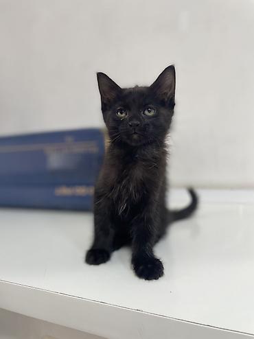 pitomnik temir: Кошка даром: Беспородная, 2 месяца, Мальчик, Приучена к лотку — 8