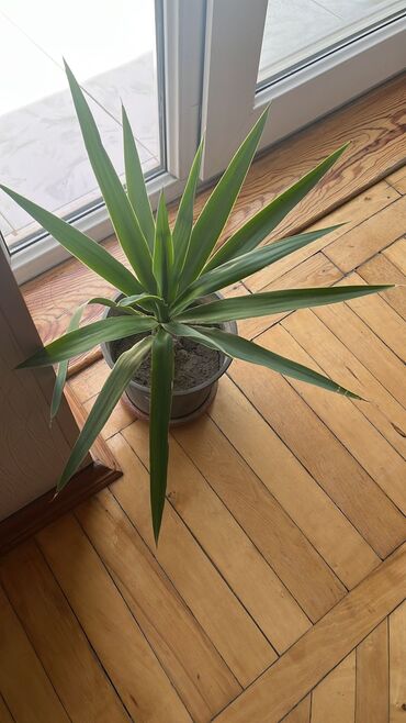 dekorativ bitkilər: Декоративная пальма ЮККА, быстро растет