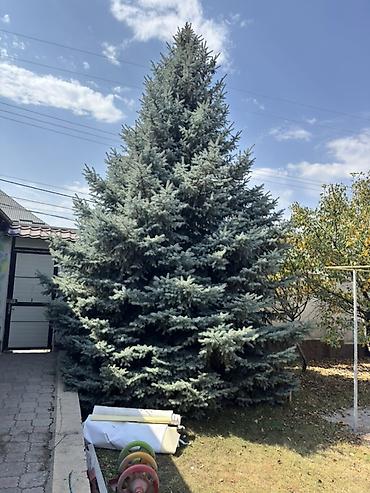новогод: Ель голубая (Picea pungens), крупномерные деревья для сада и — 1