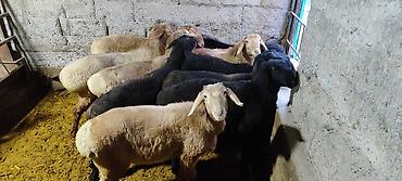 Баран, овца: Продаю | Баран (самец) | Гиссарская | На забой | Племенные — 8