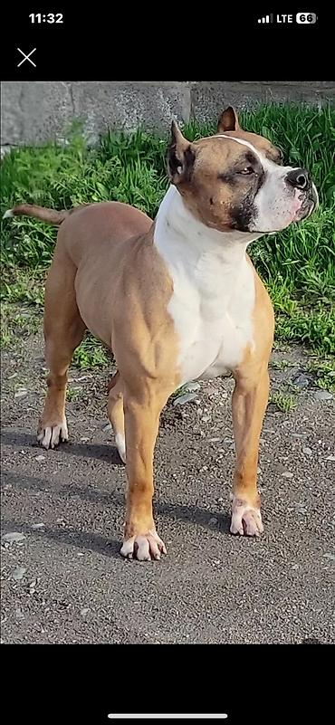 Продажа собак: Щенки с короткой гладкой шерстью, мощным телосложением и широкими — 17