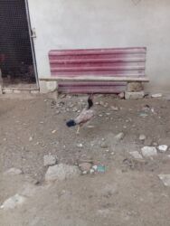 Toyuqlar: Heyratı toyuq satılır bir ədədi 60 manatdır tam sağlamdır türk sortudu -da lalafo.az — 5 Toyuqlar: Heyratı toyuq satılır bir ədədi 60 manatdır tam sağlamdır türk sortudu — 5