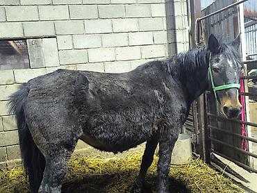 Лошади, кони: Продаю | Кобыла (самка) | Для разведения — 1