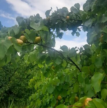 Torpaq sahələrinin satışı: 16 sot, Biznes üçün, Mülkiyyətçi, Kupça (Çıxarış)