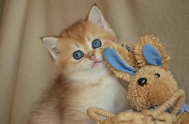 Pişiklər: Qızıl şinşilla, Erkək, Dişi, Ünvandan götürmə — 2