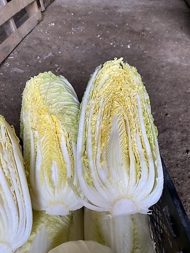 Капуста: Капуста Пекинская — 1