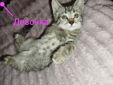 кошка с разными глазами: Кошка даром: Беспородная, 3 месяца, Мальчик, Приучена к лотку, Проглистована