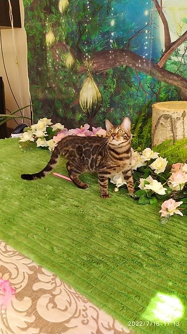 Мышыктар: Красивейшие бенгальские котята. большие четкие розетки .контрастный — 6