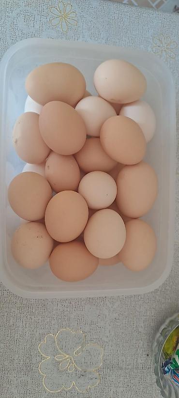 hundusqa yumurtasi: Salam, əziz müştərilər! 30 qp. ​Ev şəraitində, tam təbii yemlə — 1