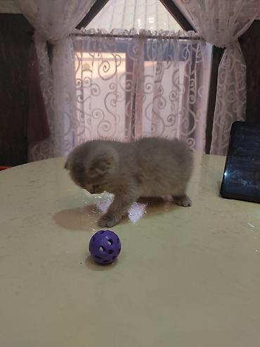 Pişiklər: Britan yastı qulaq — 5