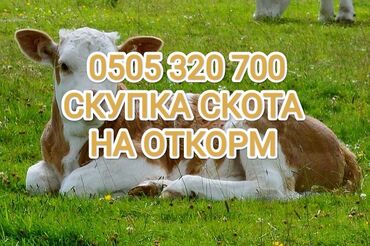 кулун сатам: Куплю | Коровы, быки, Лошади, кони | На откорм, Откормленные