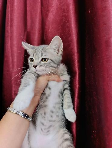 Tabbi