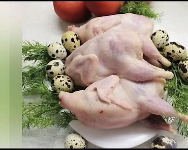 купить кролик: Перепела и продукция перепеловодства - Породы: японский (дикий окрас) — 4