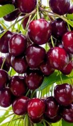 Həyət evləri və villaların satışı: 3 otaqlı, 78 kv. m, Kredit yoxdur, Yeni təmirli — 22