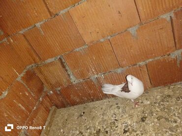 Göyərçinlər: Quslarin heresin öz qiymeti var uçan quslardi optum isdiyen olsa 1i — 11