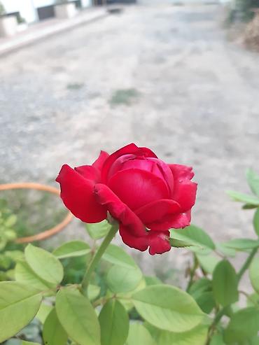 Посуточная аренда квартир: 1 комната, Постельное белье, Парковка, Бронь — 20